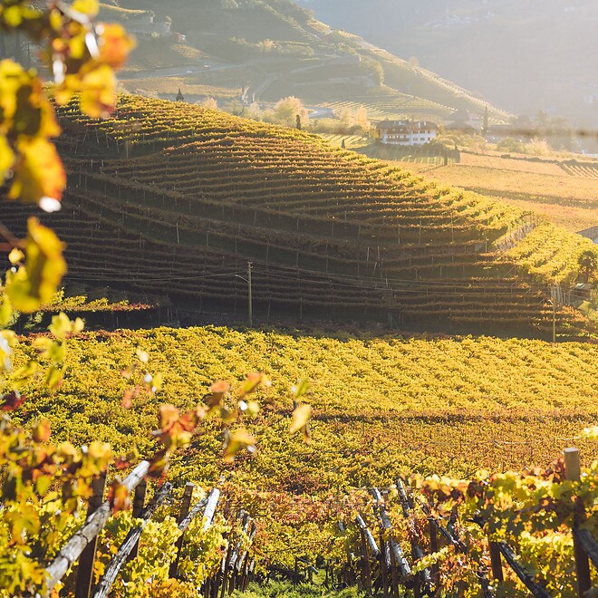 Weingut im herbstlichen Licht im Weingebiet in Südtirol
