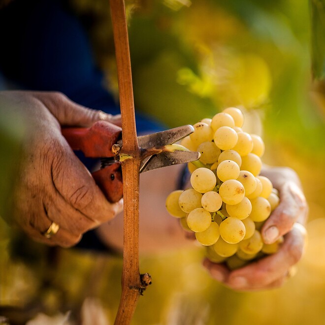 Il viticoltore taglia l’uva dalla vite.