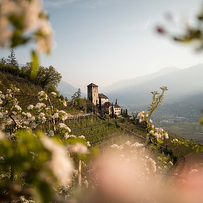Lebenberg Castle on the Marlinger Waalweg during apple blossom in spring
