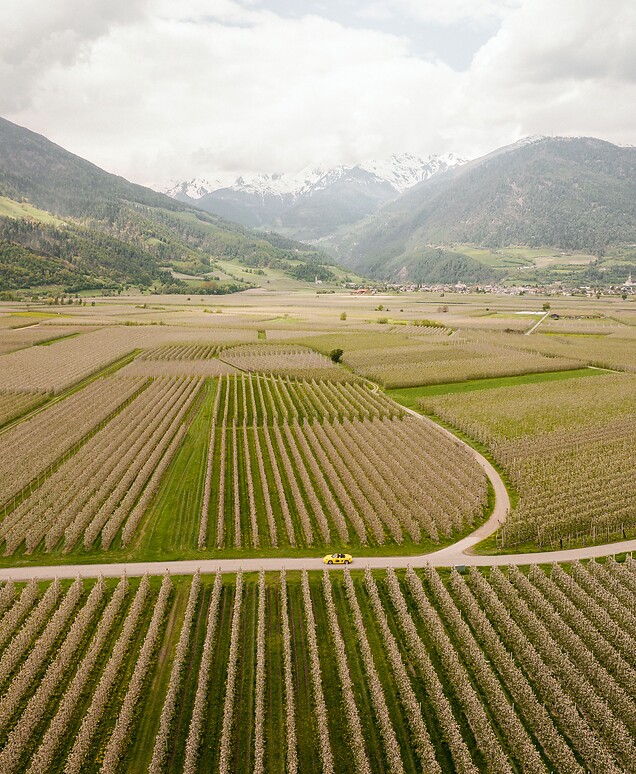 Drone shot of yellow convertible among apple orchards and the Alps