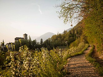Marlinger Waalweg während der Apfelblüte