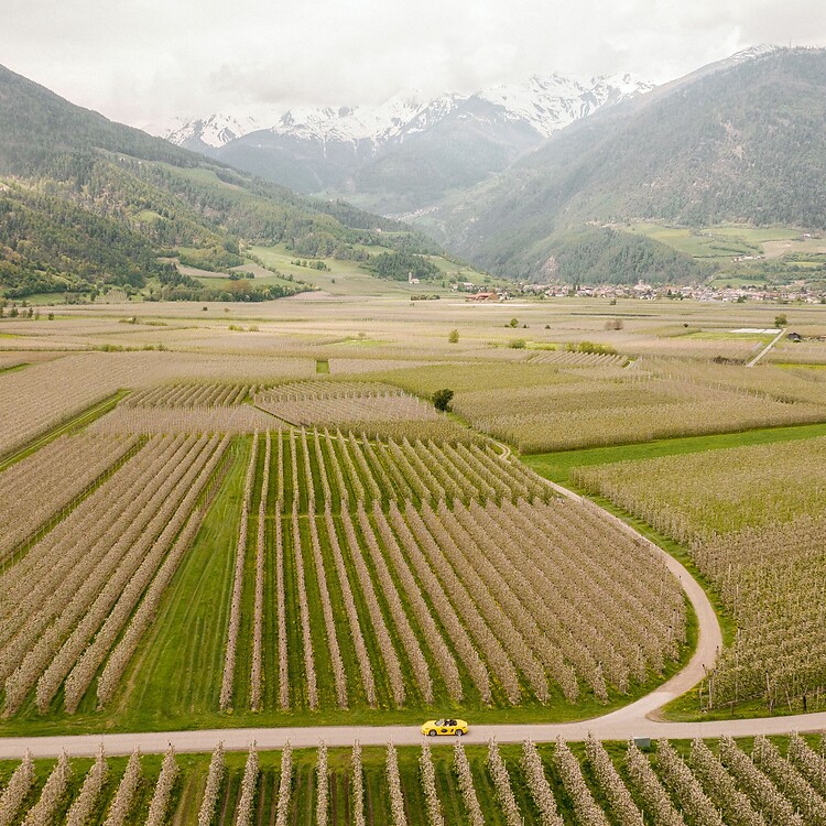 Drohnenaufnahme von gelbem Cabrio inmitten von Apfelwiesen und Alpen