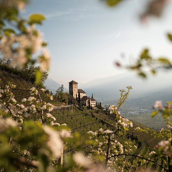 Apfelblüte beim Marlinger Waalweg