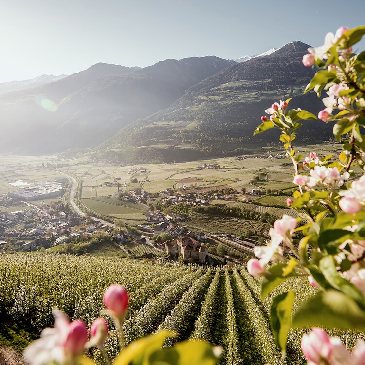 Apfelblüte im Frühling über Tal zwischen Bergen