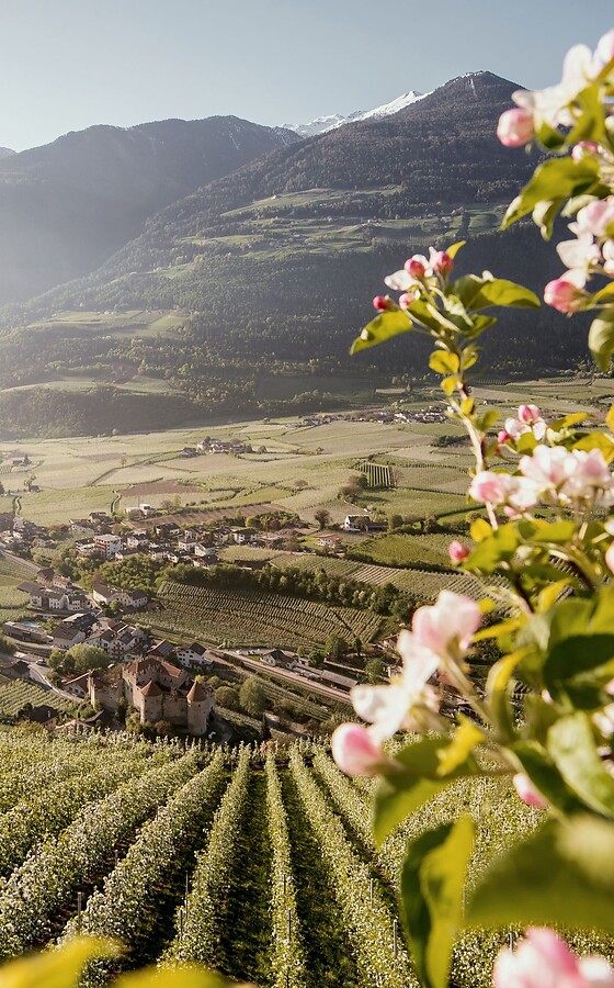 Apfelblüte im Vinschgau mit Talblick und Bergpanorama