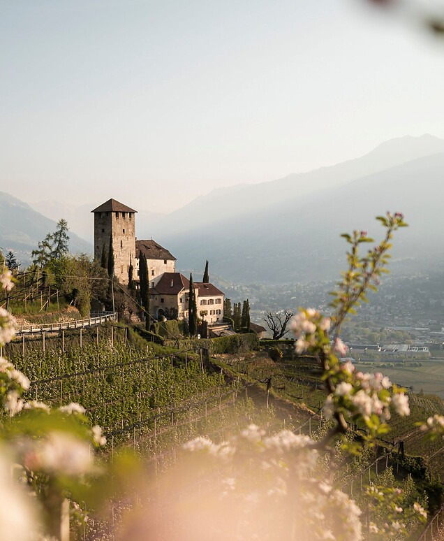 Burg zwischen Apfelblüten im Frühling