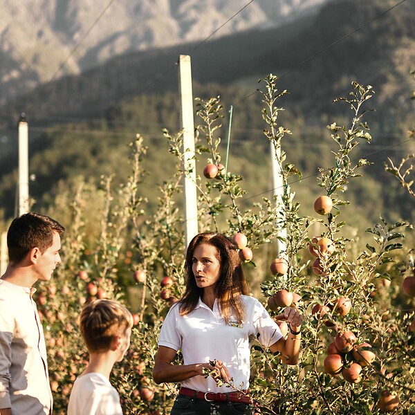 Apfelführung durch die Plantagen in Südtirol