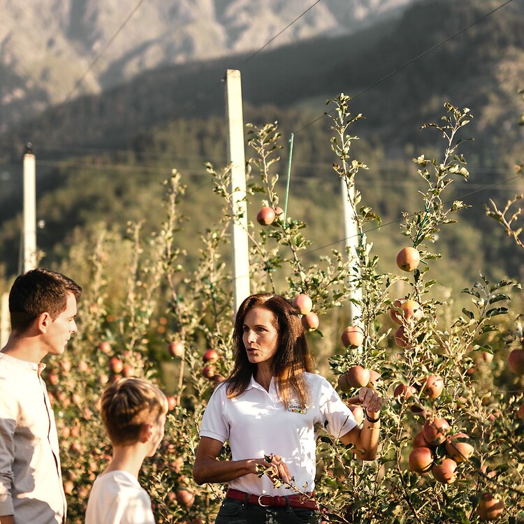 Apfelführung durch die Plantagen in Südtirol