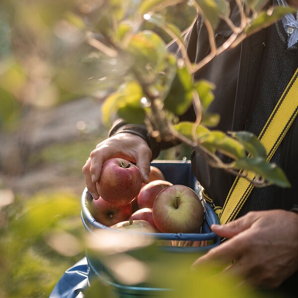 Mann bei der Apfelernte in Südtirol im Herbst