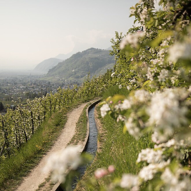 Waalweg - passeggiata nei meleti del Trentino Alto Adige