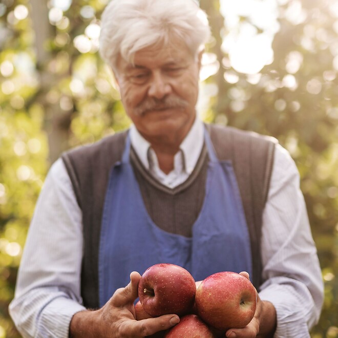 Älterer Mann zeigt frische Äpfel in sonnenbelichteter Apfelplantage
