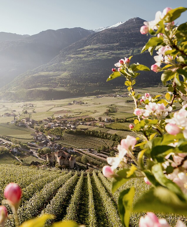 Apfelblüte im Frühling über Tal zwischen Bergen