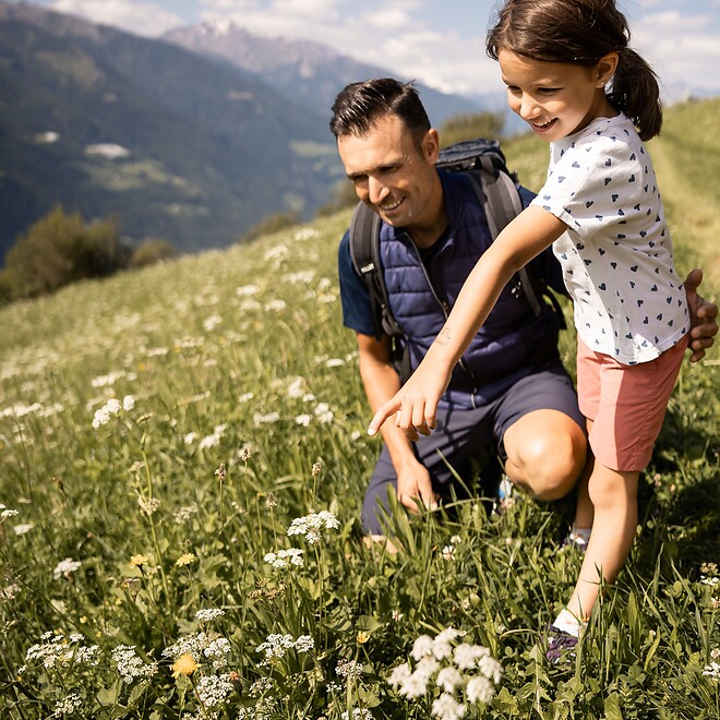 A father and his daughter discover nature together in an alpine meadow; the girl points to white mountain flowers, while the peaks of the South Tyrolean Alps rise under a blue sky in the background.