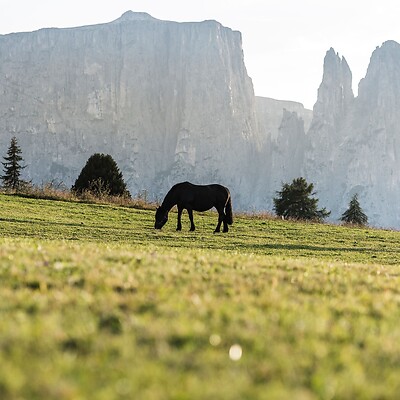 Horses on the alpine meadow with the Dolomites in the background