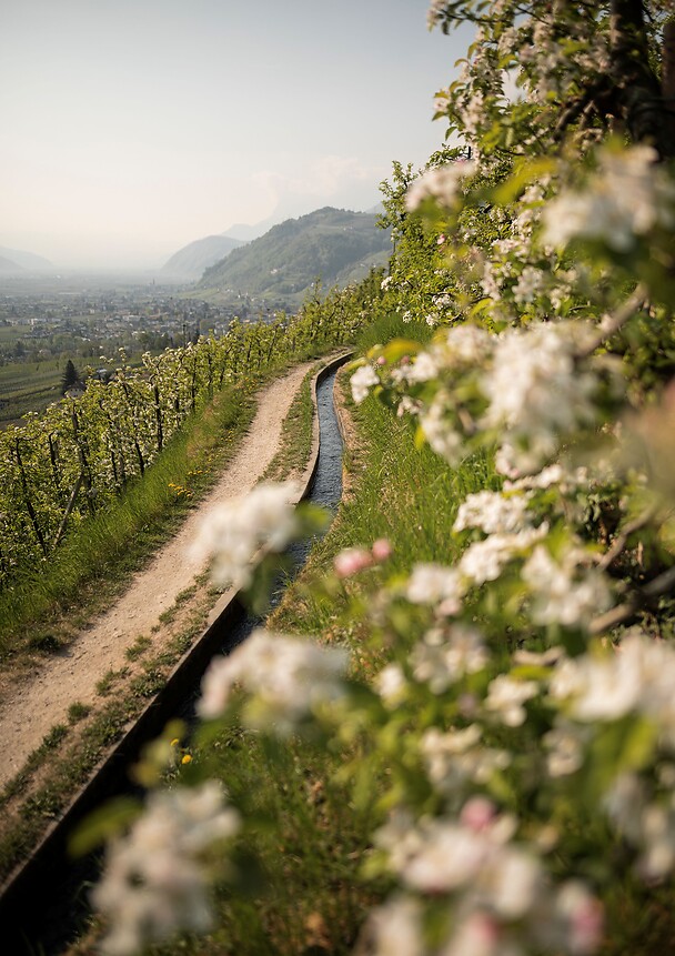 Marlinger Waalweg during the apple blossom in spring