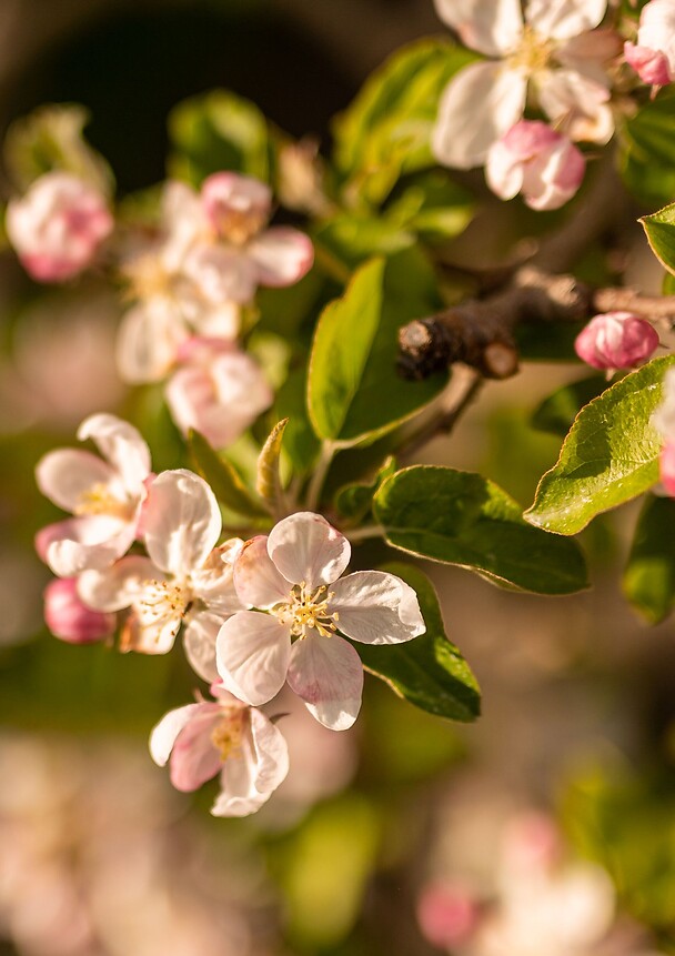 Apple blossom in the Merano region