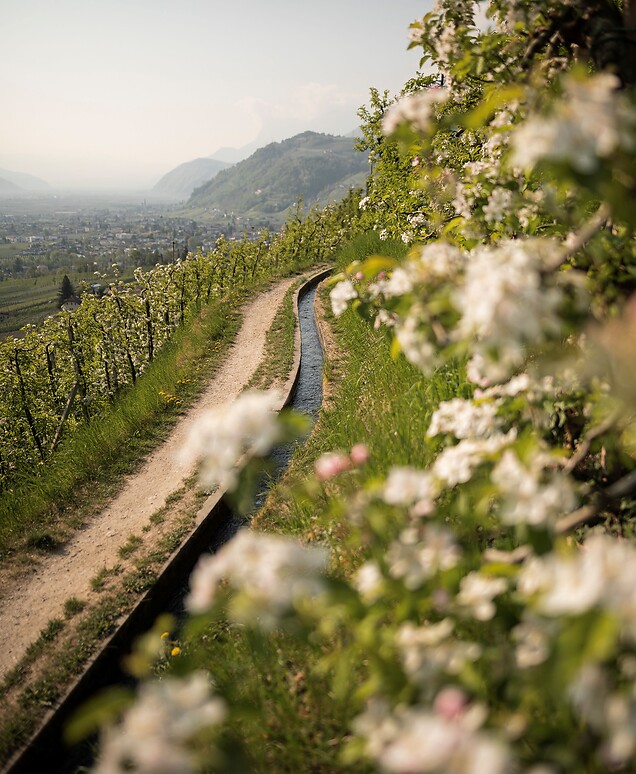 Marlinger Waalweg during the apple blossom in spring