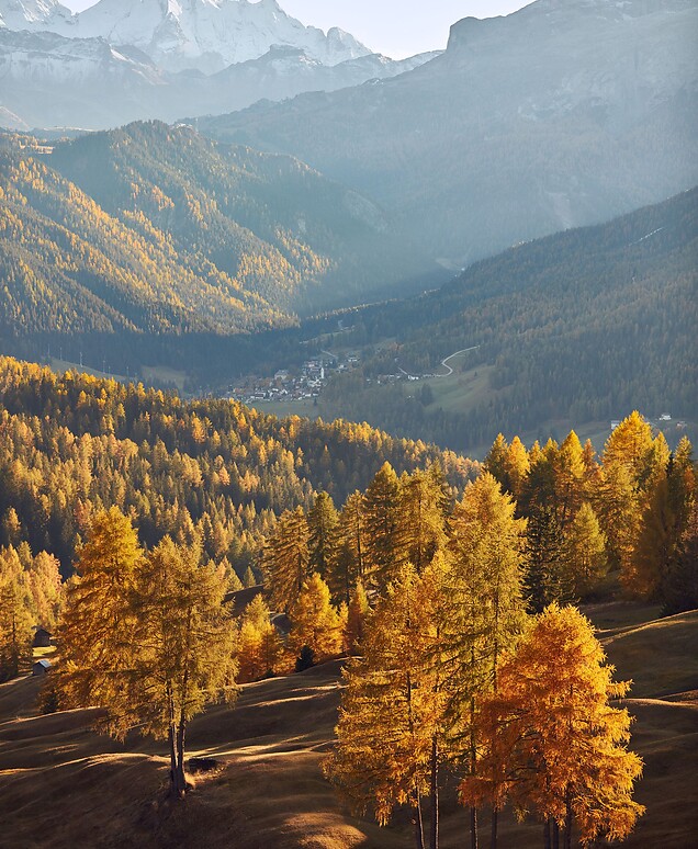 Hiking in autumn among golden leaves