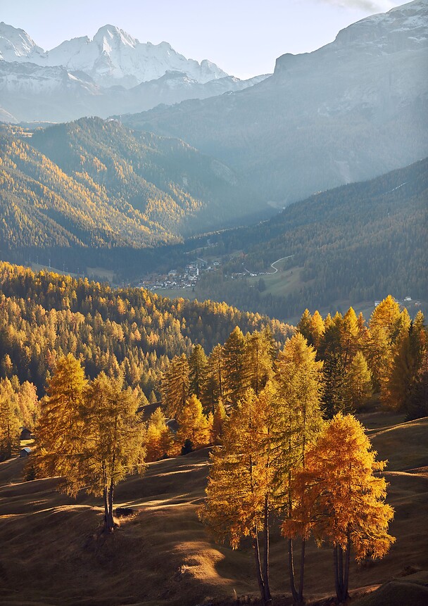 Hiking in autumn among golden leaves