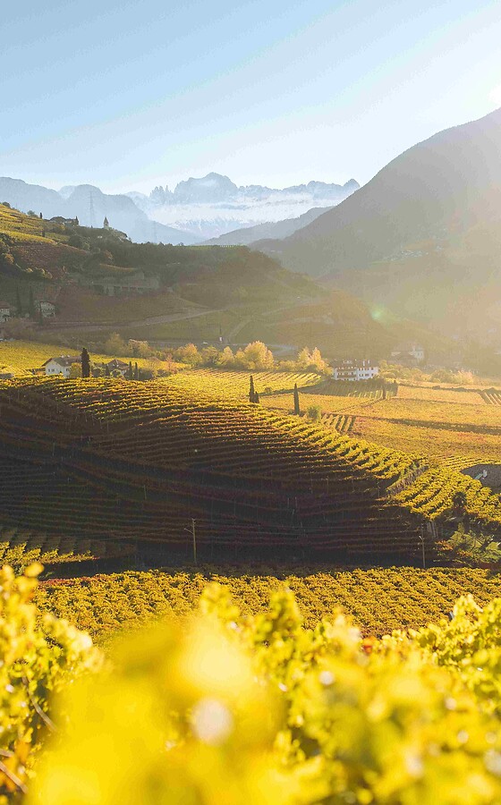 %Wine Festival% & Luxury Wellness
