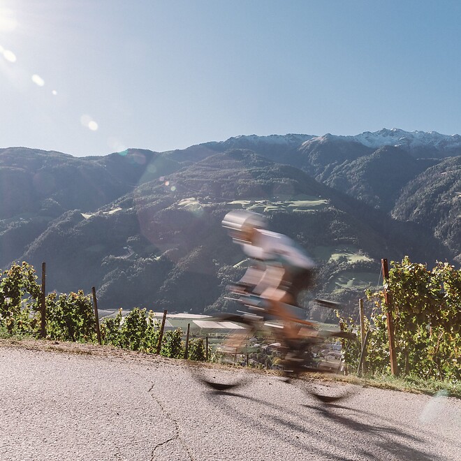Rennradfahrer zwischen Weinreben in den Alpen