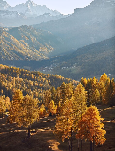 Hiking in autumn among golden leaves