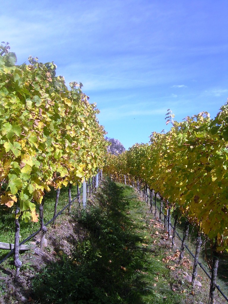 Riesling Naturns