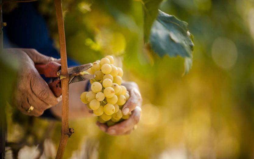 The taste of the Dolomites/South Tyrol The taste of the Dolomites/South Tyrol